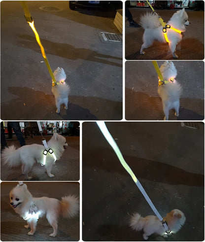 LED-Hundegeschirr – Sicher bei Nacht unterwegs – Zodobi.com