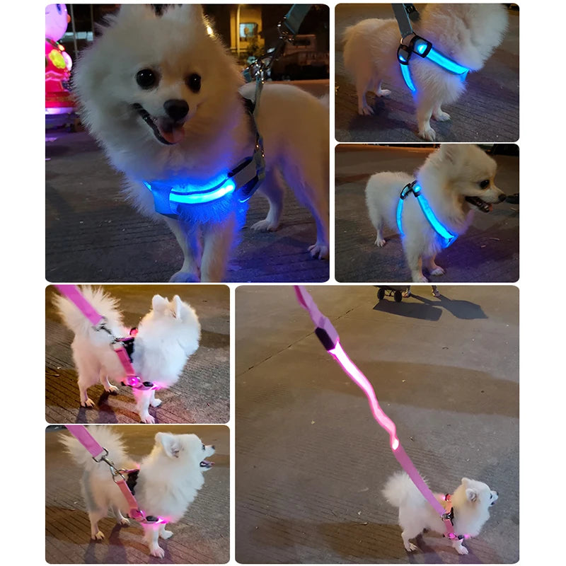 LED-Hundegeschirr – Sicher bei Nacht unterwegs – Zodobi.com