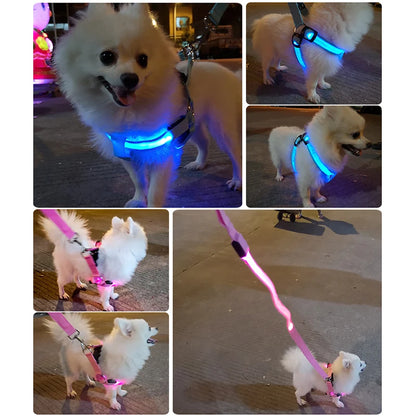 LED-Hundegeschirr – Sicher bei Nacht unterwegs – Zodobi.com