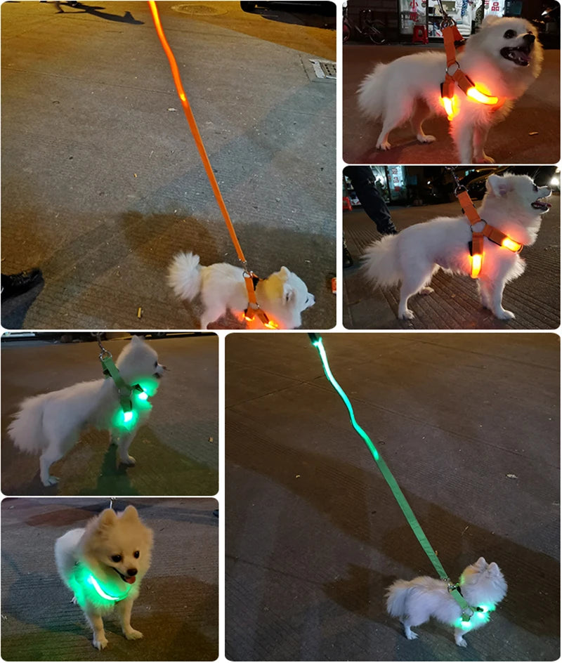 LED-Hundegeschirr – Sicher bei Nacht unterwegs – Zodobi.com