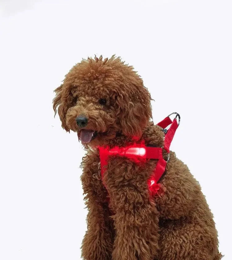 LED-Hundegeschirr – Sicher bei Nacht unterwegs – Zodobi.com